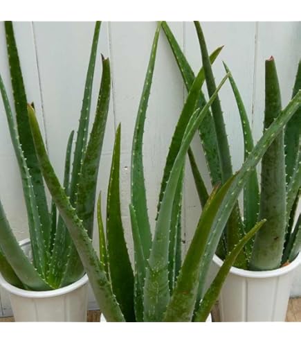 最新スパイラルアロエ　ポリフィラ　 11点フルセット 最新スパイラルアロエ ポリフィラ 11点フルセット 【公式通販】